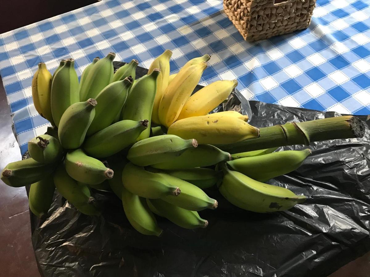 Vitorina Corte Guesthouse Funchal  Eksteriør bilde